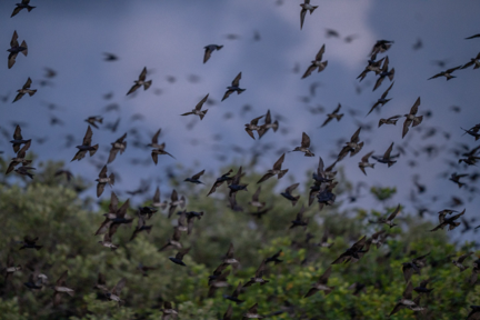 purple martins